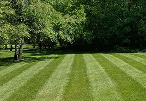 Lawn Striping Basic Lawn Stripes Photo